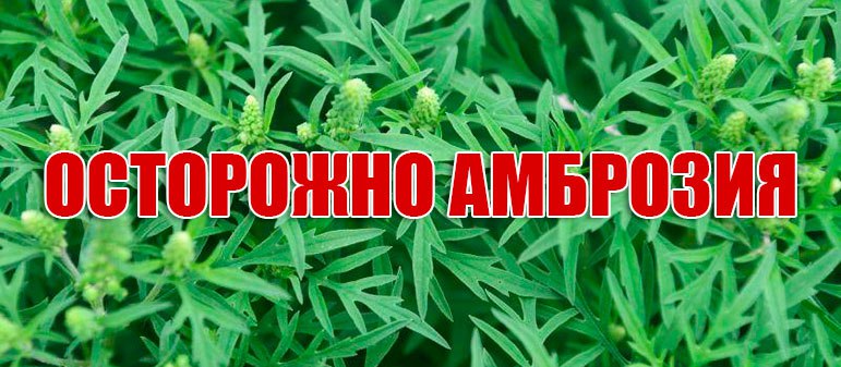 О вредоносности амброзии и необходимости ее уничтожения.