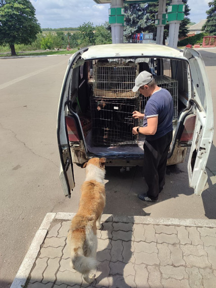 В Тельмановском округе продолжается отлов безнадзорных животных. В Тельмановском округе продолжается отлов безнадзорных животных.